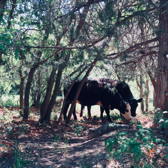 Meet your Posher, Rochelle - Picture 12 of 16